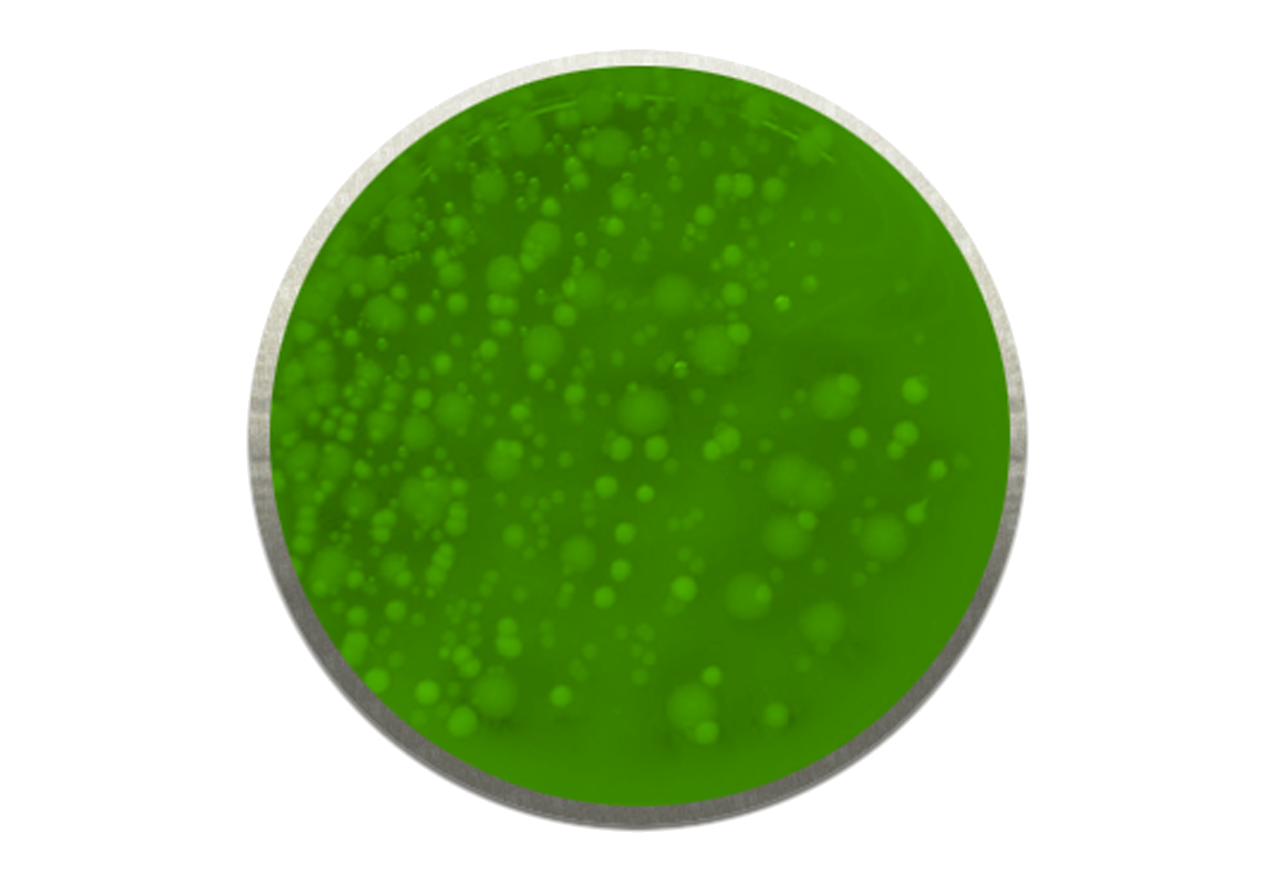 Bakterier i biofilm Bauer Watertechnology